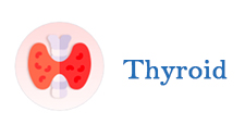 Thyroid Health: Balancing Your Body’s Internal Symphony